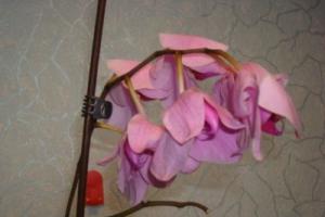У орхидеи мягкие и вялые листья: причины и лечение Вянут листья орхидеи что делать
